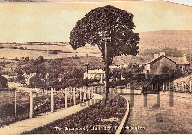 who lived in my house Efail fach sycamore EK copy